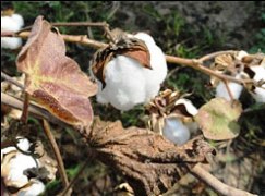 Turkmenistan to Sow Cotton on 545, 000 Hectares in 2014