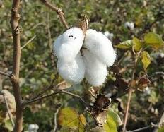 Germany: High Turnover in Long, Extra Long Staple Cotton on Bremen