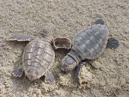Improper Lighting Kills Sea Turtles