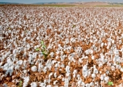 Pakistan's PCGA to Support Import of Quality Cotton Seeds