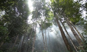 APP Calls on Stakeholders to Help Protect Indonesia's Forests