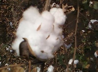 Cotton Arrival Yet to Pick up in Indian Markets