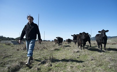 Rancher Fights Order in Blanket 9-Million-Pound Beef Recall