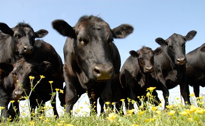 What's Going on with The Massive Rancho Beef Recall?