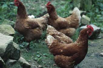 JBS Acquires Poultry Firm Agroveneto