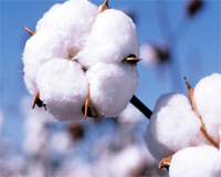 China Cotton Policy Impacts Mill Consumption – ICAC