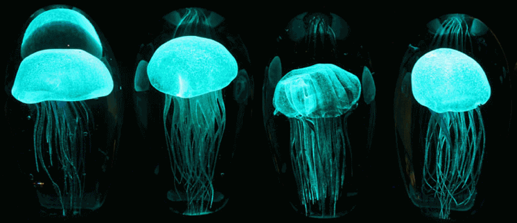 Jellyfish Nightlight: As Natural As It Gets_1