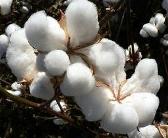 CIF Bremen Cotton Index Decreases Further Little by Little