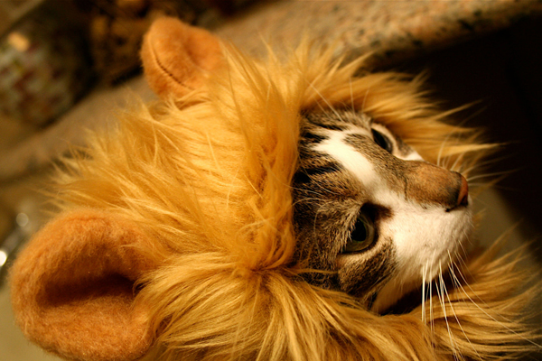Lion Wig for The Cat - The Cat Immediately Become a "Lion"