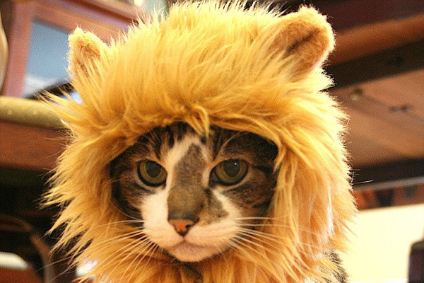 Lion Wig for The Cat - The Cat Immediately Become a "Lion"_1
