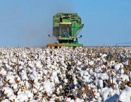 Australia's Cotton Output to Fall by Almost Half