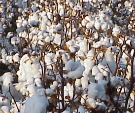 Cotton Yields in Zambia Decline in 2013-14 Farming Season