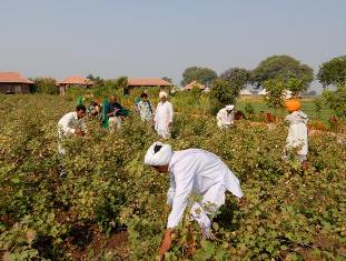 Cotton Seeds Research Project in India