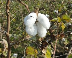 US Cotton Crop Slightly Higher in October, 2012