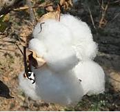 ICAC Releases Findings of Cotton Life-Cycle Project