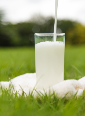Chinese Dairy Farms Halt Operations, Dump Milk to Address Oversupply