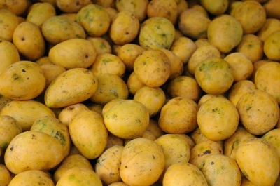EU to Ease Ban on Indian Alphonso Mango Imports