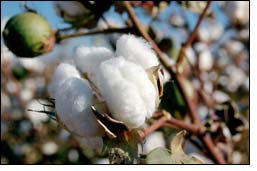 CMiA Helps Ugandan Farmers with Sustainable Cotton Farming