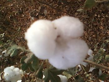 Sudan to Raise GM Cotton Acreage in Sennar Region