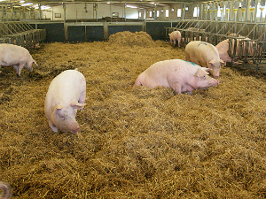 Danish Crown and Westfleisch Join Forces for Deboning and Sales of Sow Meat
