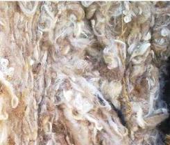Ministry of Textiles to Sponsor Wool Bank in Meghalaya