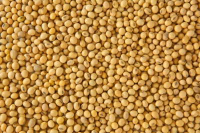 ADM to Enhance Soybean Crushing Capability at Two Plants