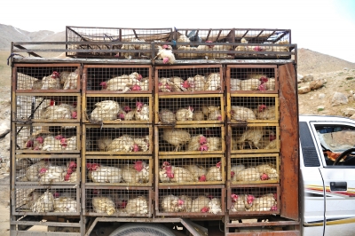 Saudi Arabia Bans Poultry Imports From Canada