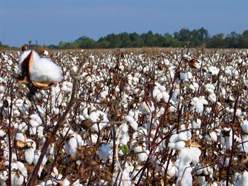 Tanzanian Cotton Farmers Unhappy with New Contract Farming