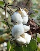 Bremen Cotton Index Remains Stable Last Week