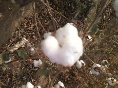 Cotton Prices to Remain Range-Bound in CY16