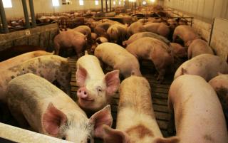 Seaboard Triumph Plan Northwest Iowa Pork Processing Plant