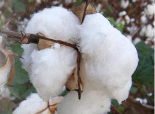 Tanzanian Cotton Industry Facing Number of Challenges