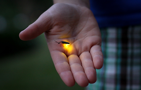 Can Fireflies Help to Create a Breakthrough in LED Technology_1