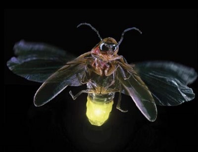 Can Fireflies Help to Create a Breakthrough in LED Technology_2