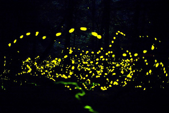 Can Fireflies Help to Create a Breakthrough in LED Technology_3