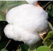 ICAR to Investigate Bt Cotton Issue Raised by Sopory Panel