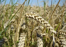 Iraq Buys Australian and Canadian Wheat