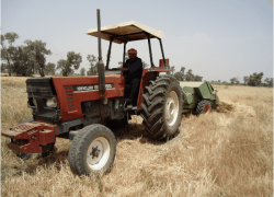 Iraq on Track for Big Wheat Crop