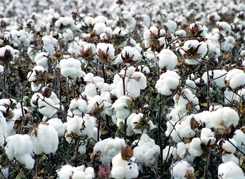 China Adds 6mn Tons Cotton to Reserves in New Season