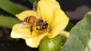 Honey Bee Robots Coming to Agriculture?