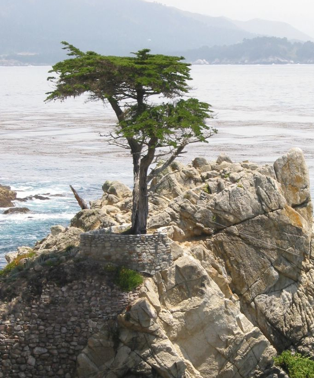 Splitgrain's Illuminating Monterey Cypress Lamps_1