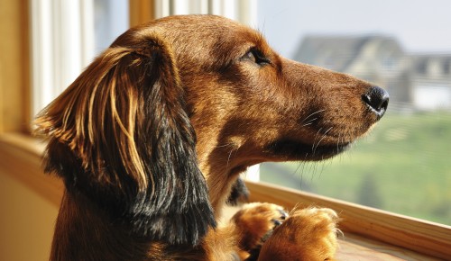 Tips to Reduce Separation Anxiety in Your Dog