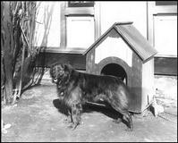 History of The Dog House