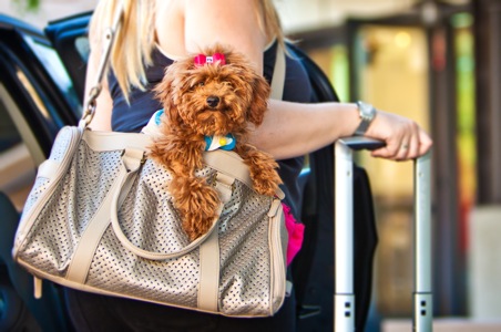 Tips for Traveling with Your Pets