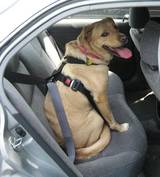 Review of The Petbuckle Seat Belt Harness