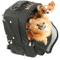 Happy Traveling with Your Dogs_11