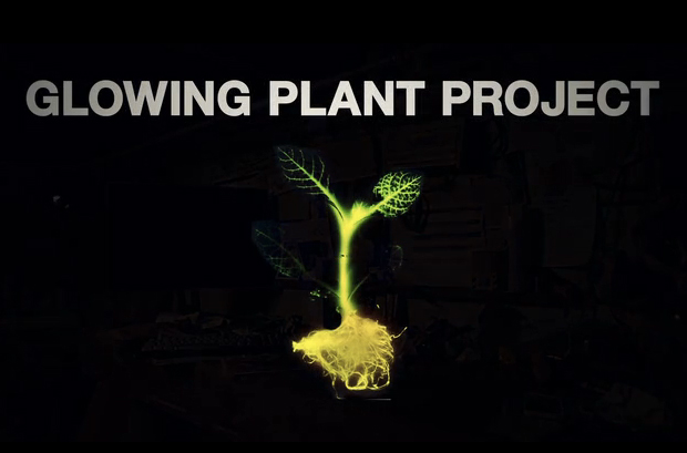 Glowing Plant Kickstarter Project: Can Plants Replace Street Lighting?