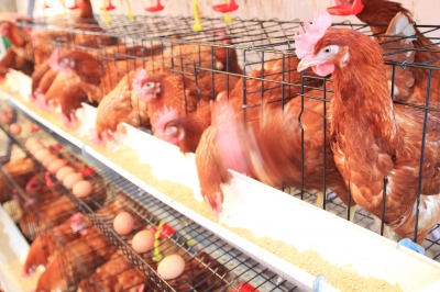 Cargill Considers Investment in Poultry Production in Philippines