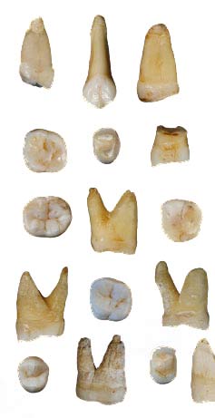 Scientists Sink Teeth Into History of Humans in Asia