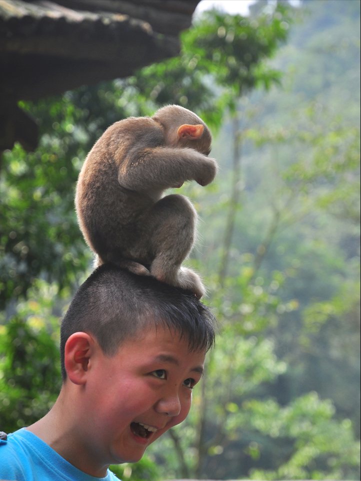 Celebrating Children's Day with Emei Mountain's Monkeys